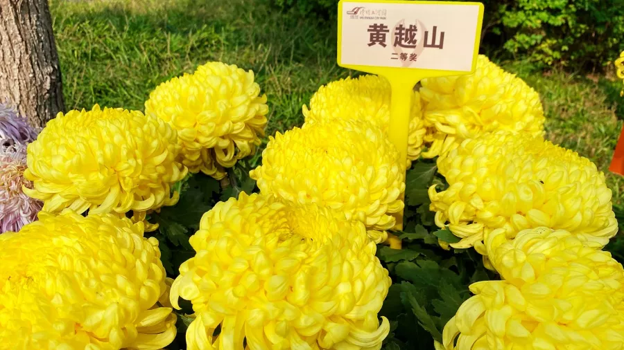 中国开封第38届菊花文化节开幕
