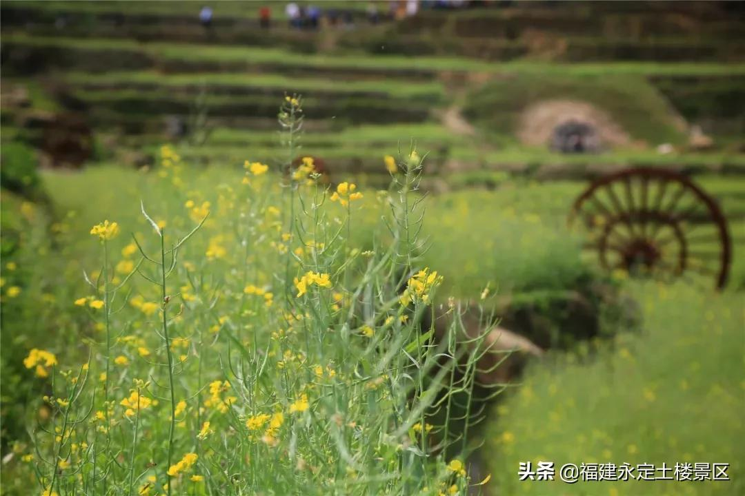 阳春三月 · 永定初溪土楼赴一场春之约