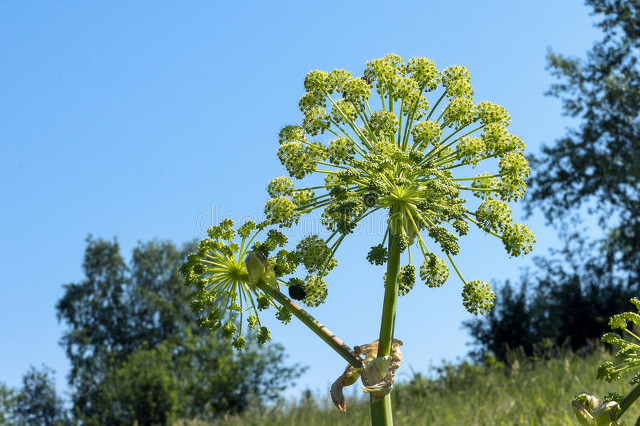 白芷的功效与作用 白芷图片