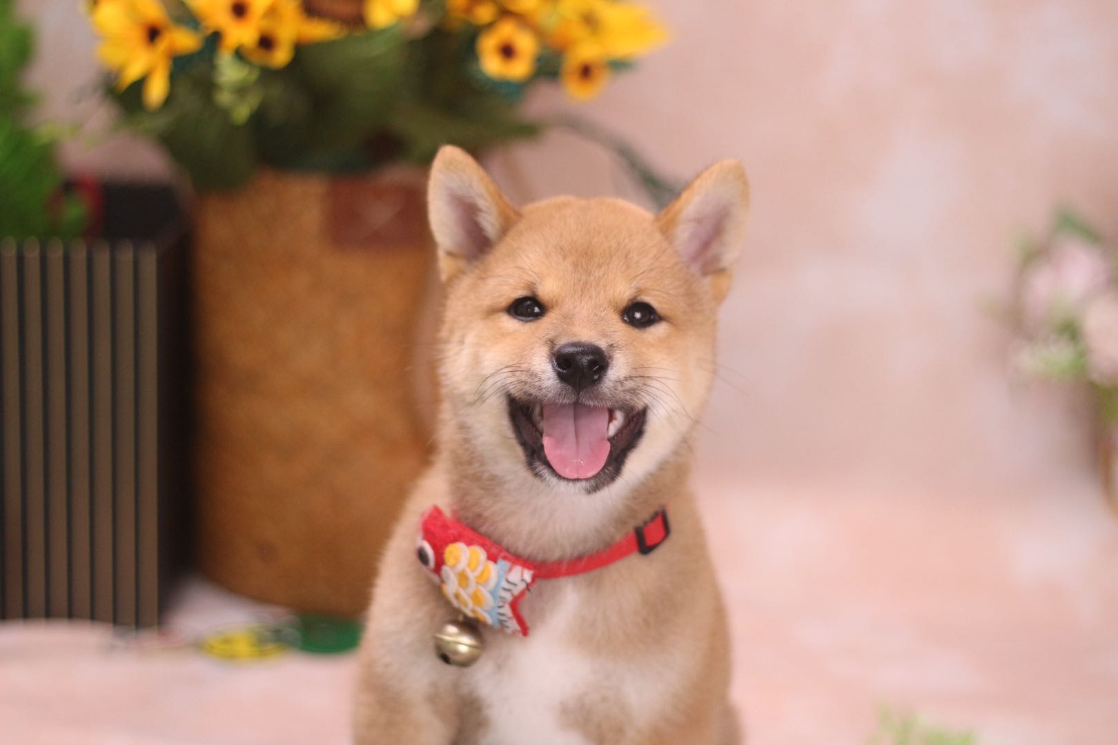 你家的柴犬标准吗？柴犬的标准身形怎么看？6