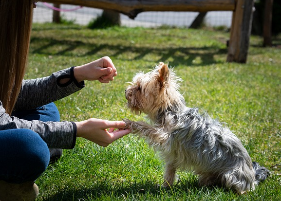 训练狗狗的6个方法，简单易学又省心