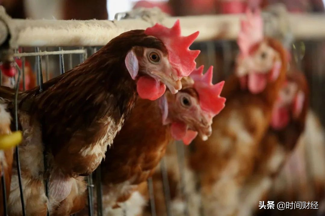 养鸡大户益生股份“花钱记”：去年豪赚22亿，分