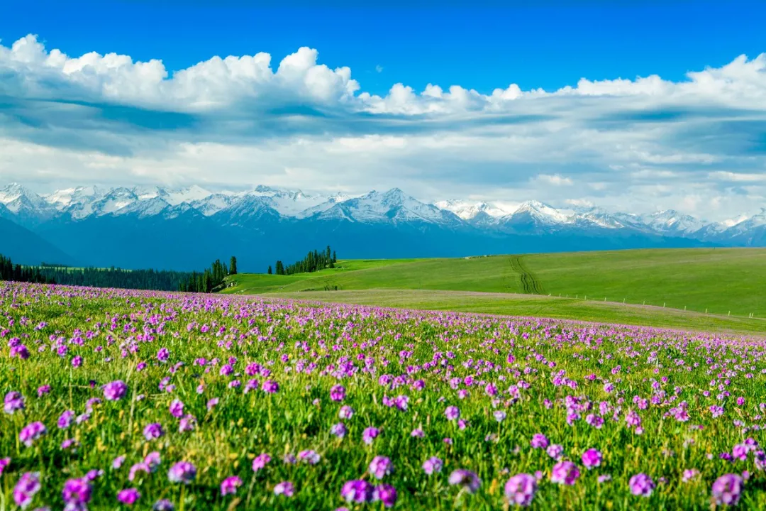 新疆的春天叫伊犁