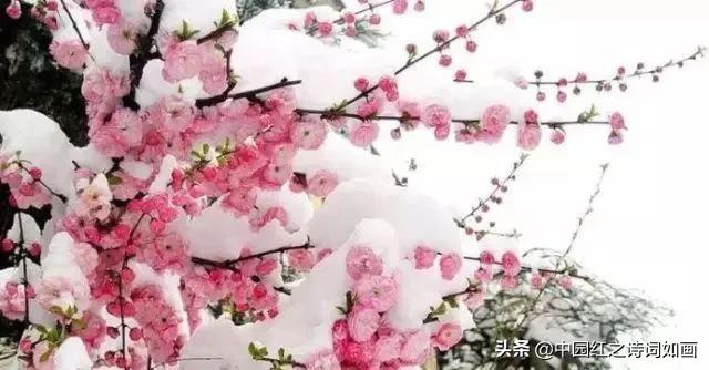 一念冬安、静待雪花飘