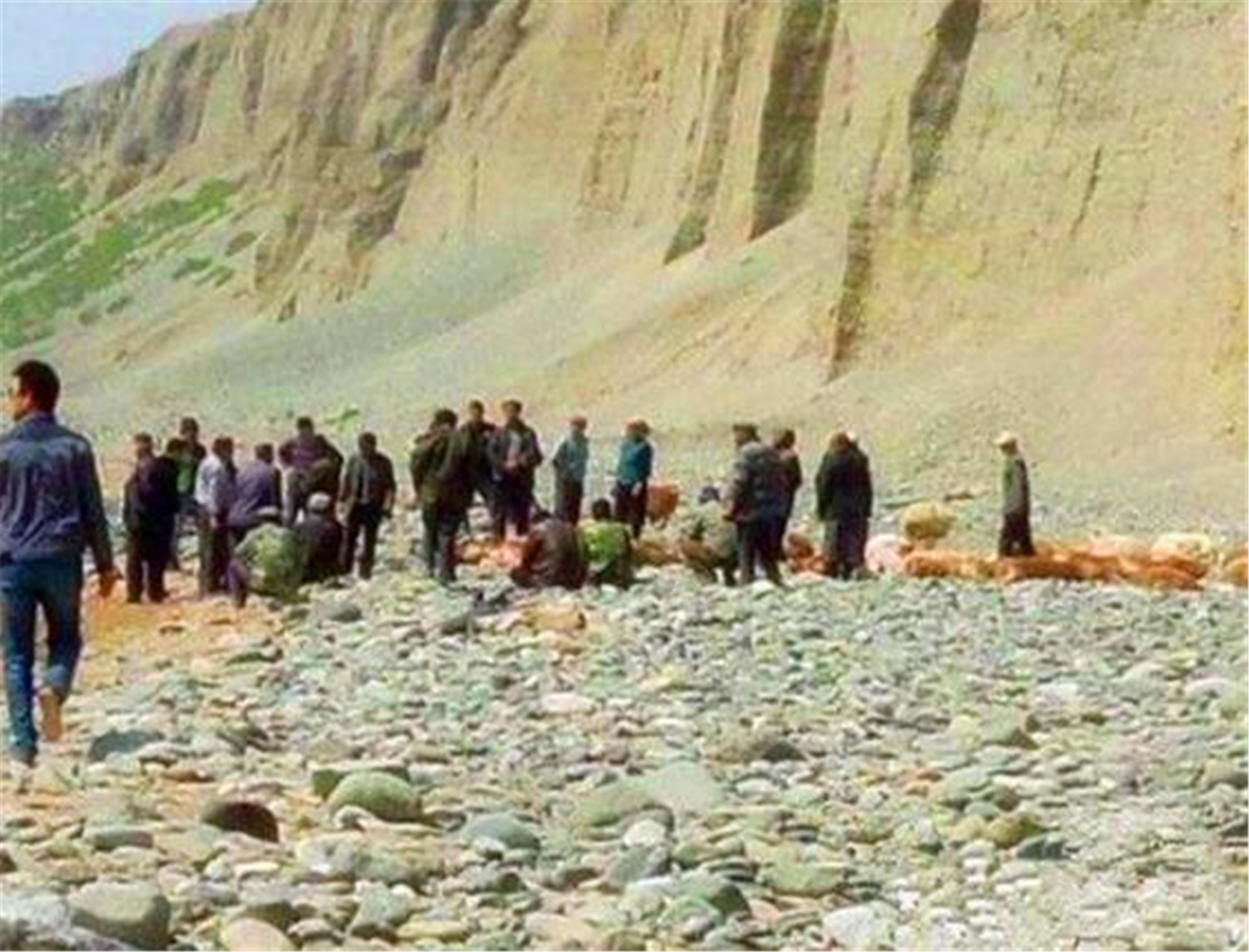 新疆30万只老鼠，突然集体跳崖自杀，专家得出的