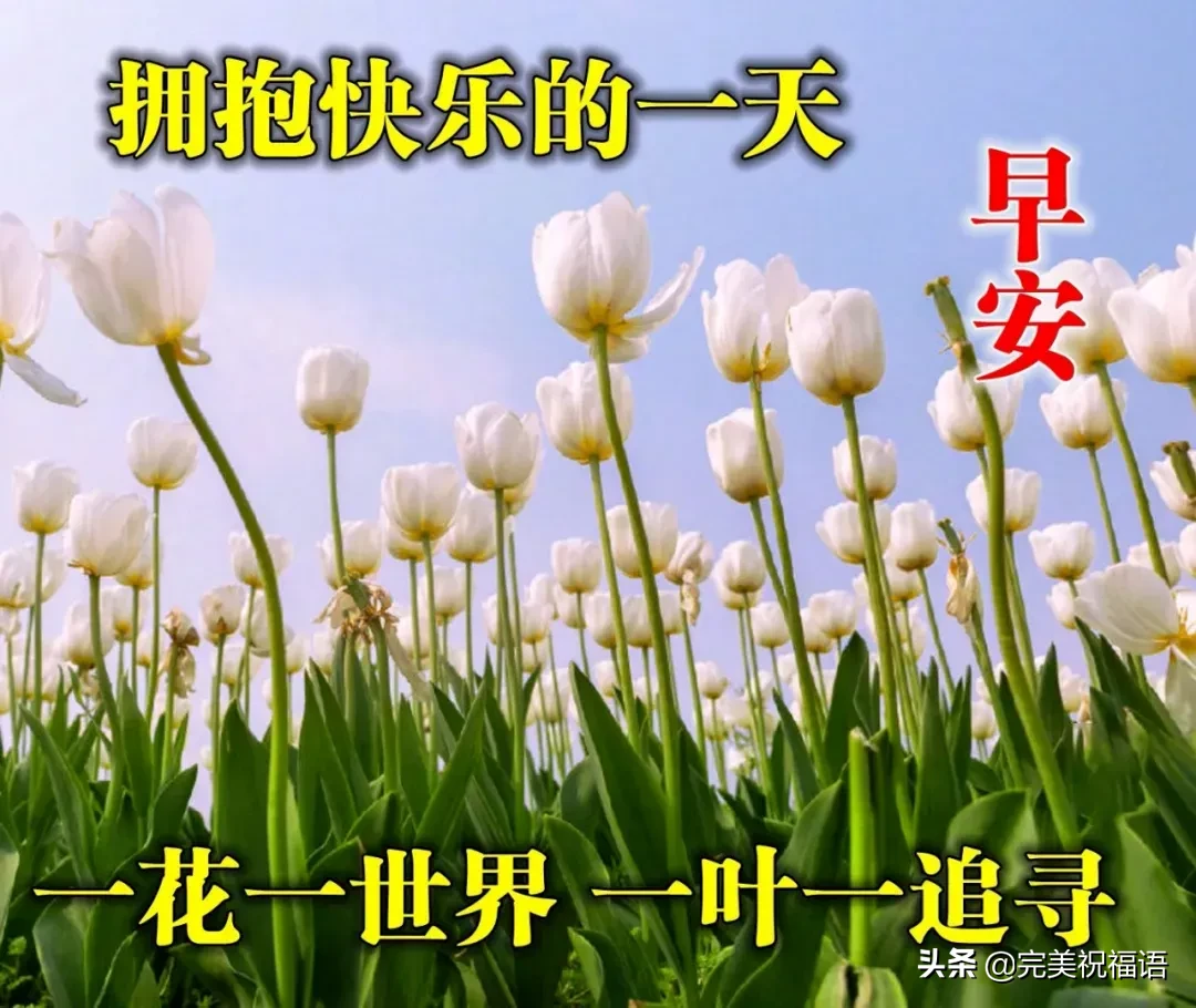早上好唯美暖心问候语 早安祝福语漂亮图片图片