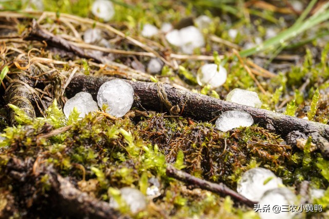 大风+雷暴+暴雨+冰雹，5月冷暖气流变化剧烈，农民：罕见，毁庄稼