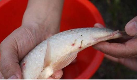 草鱼寄生虫病防治方法 小瓜虫、车轮虫、孢子虫、指环虫一扫而光