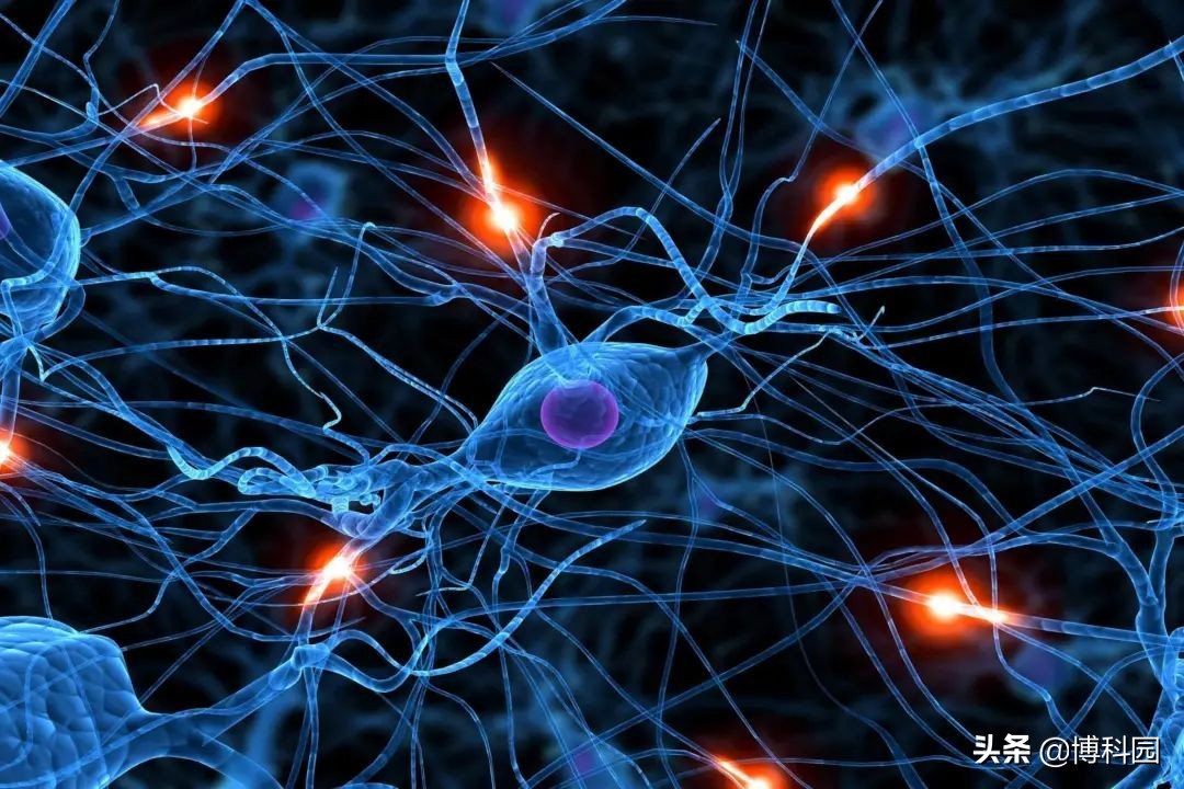 最新发现：衰老神经元会积累DNA损伤，有助改善记忆和认知能力