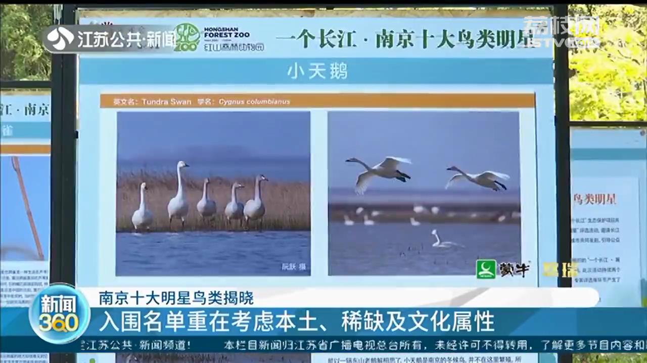 南京推选十大明星鸟类 震旦鸦雀领衔入围名单