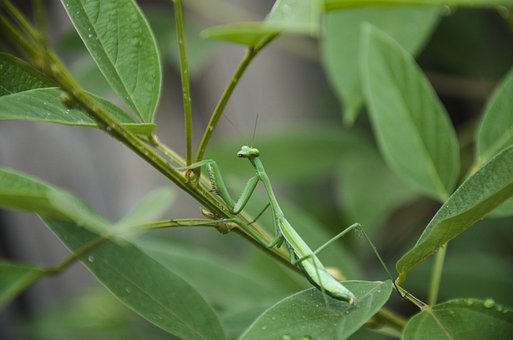 螳螂是益虫还是害虫(蜗牛是益虫还是害虫)-知道啦