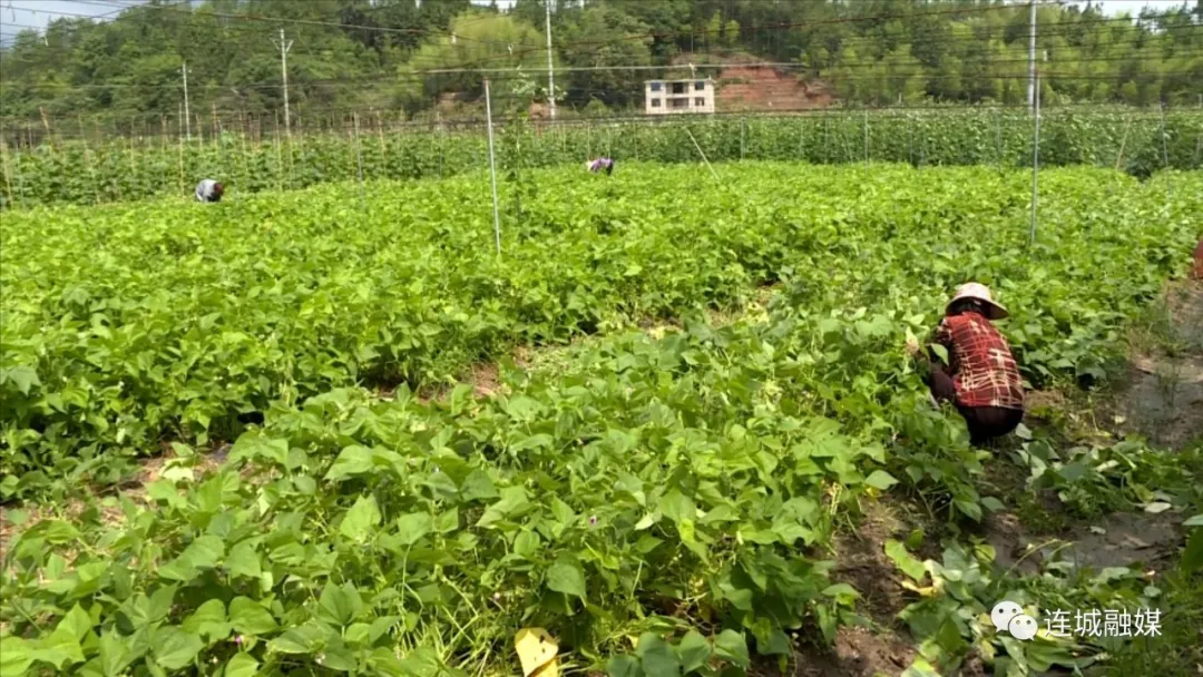 連城塘前：特色農業助力鄉村振興