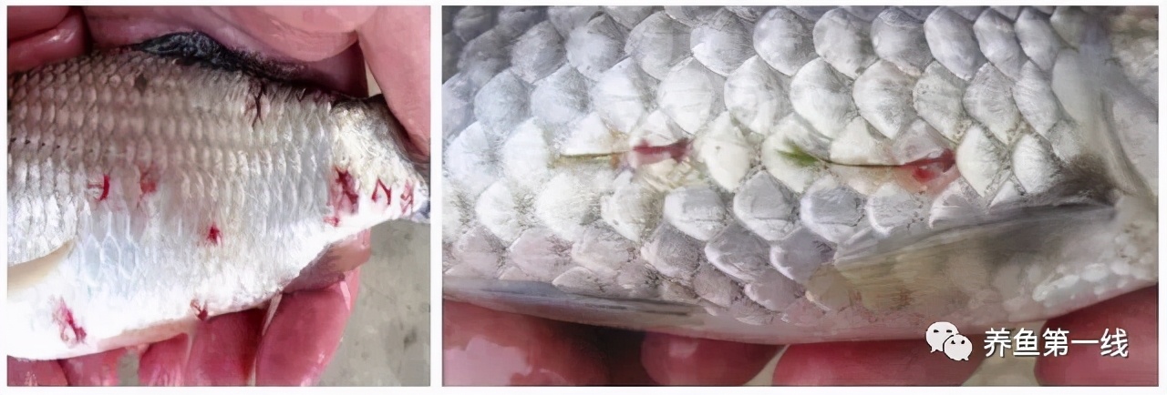 防治方法(1)用生石灰彻底清塘,杀灭水中锚头鳋幼虫和带有成虫的鱼种和