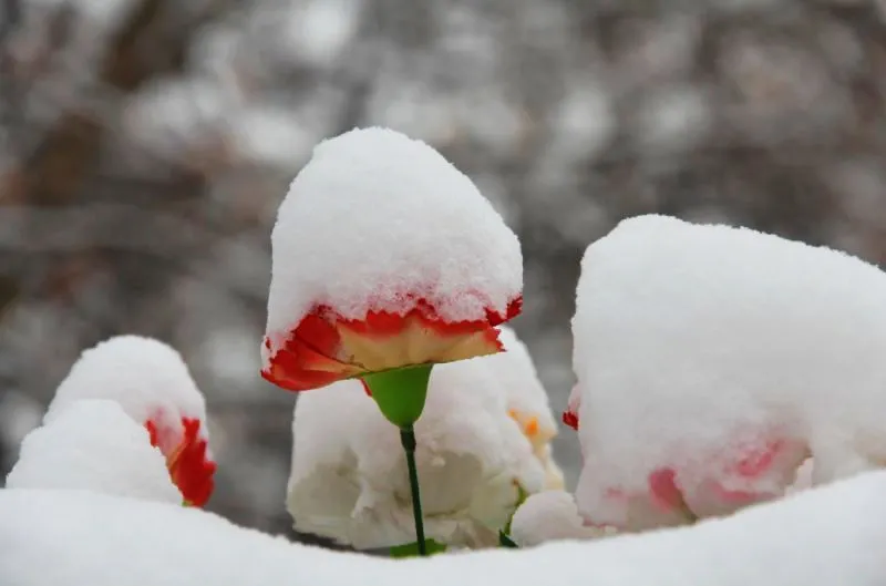 炎炎夏日，送你一组冰雪图片降降温