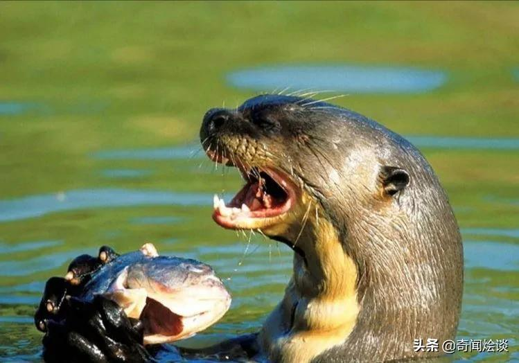 生吞活啃的动物残酷捕食瞬间被抓拍让人惊叹到过目不忘真壮观