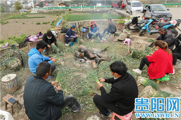 Guiyang: The person is diligent spring come early, green " sweet " the right season or time
