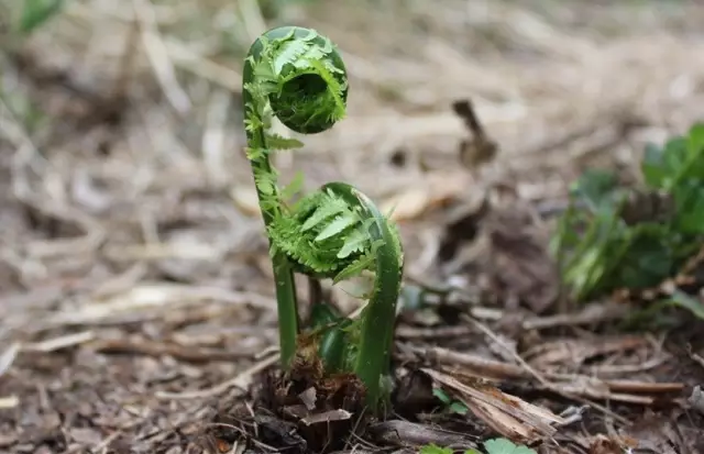 農村常吃的40種· 野菜，能治病能解饞，你吃過幾種呢？