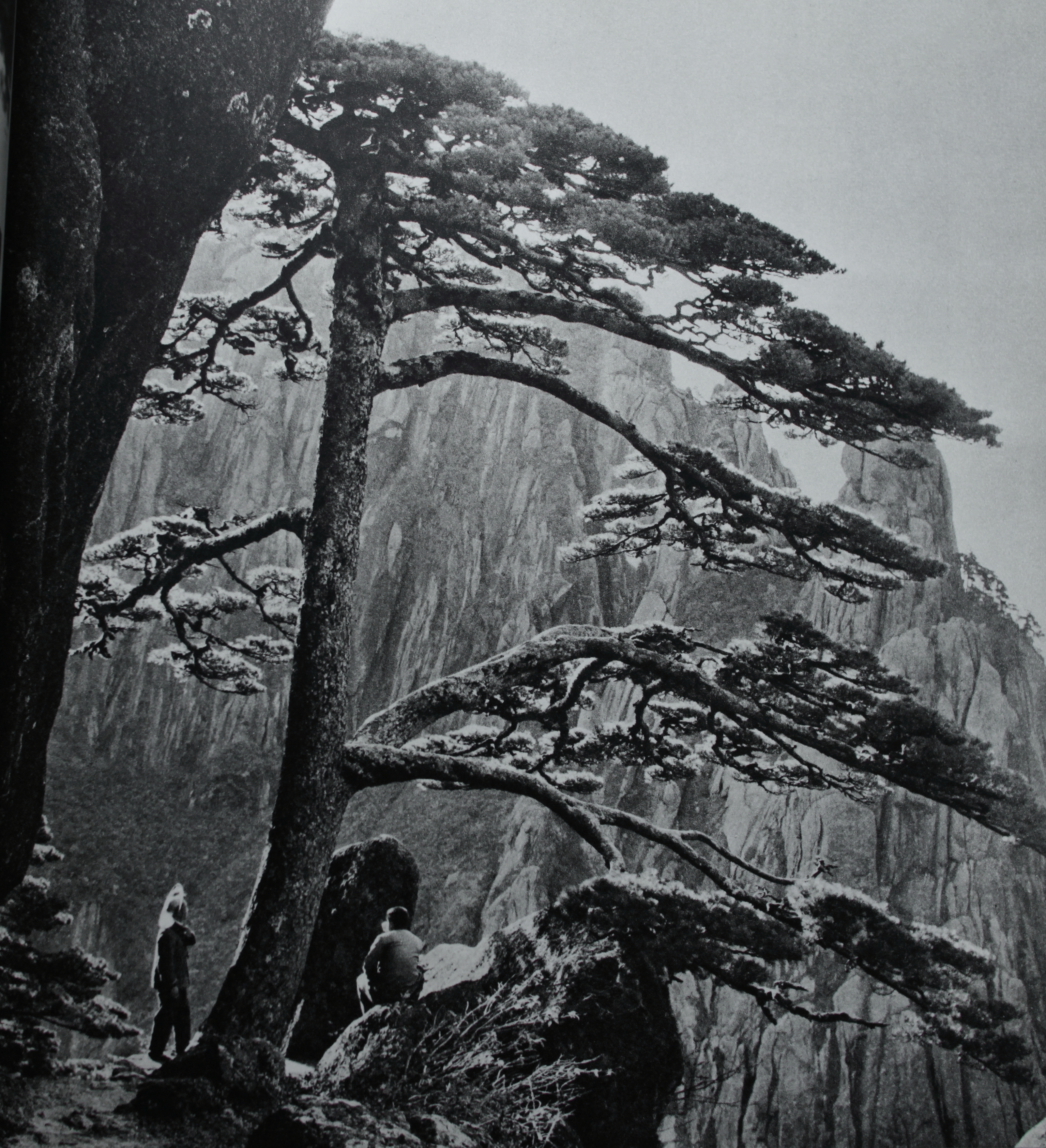 百年老照片破解黄山迎客松真假之谜