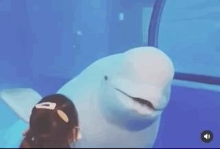 周杰倫耿直回應新專輯進度，帶妻兒游水族館，女兒與白鯨搞笑互動