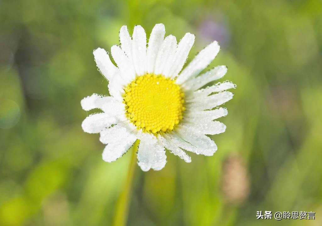 生日祝寿诗词精选四十二首 最美好的祝福，都在诗句里了