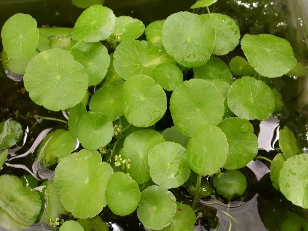 特別喜歡水分的7種盆栽綠植，養護時要給足水