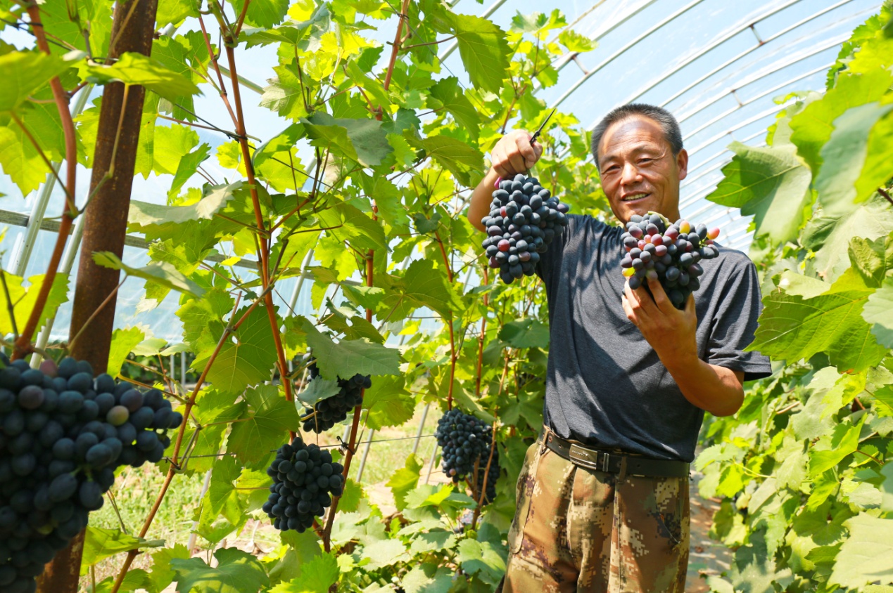 扶贫  三农  陕西|陕西神木：全面小康迈新途