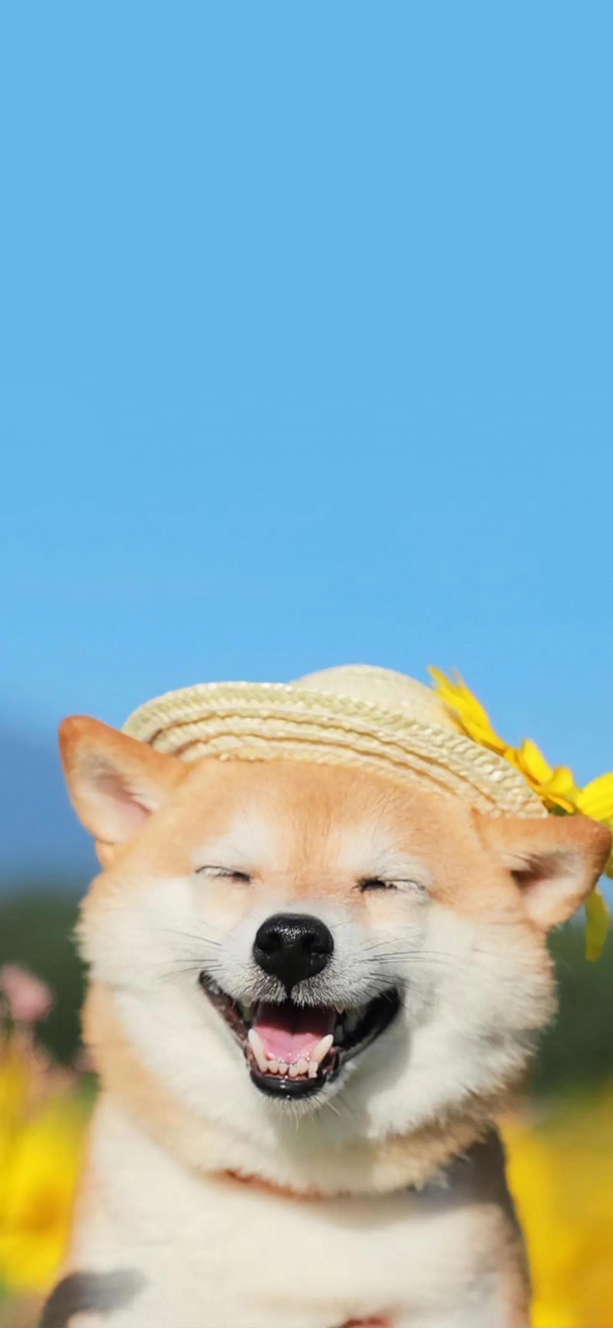 柴犬 壁紙 小明不是女豬腳 Mdeditor