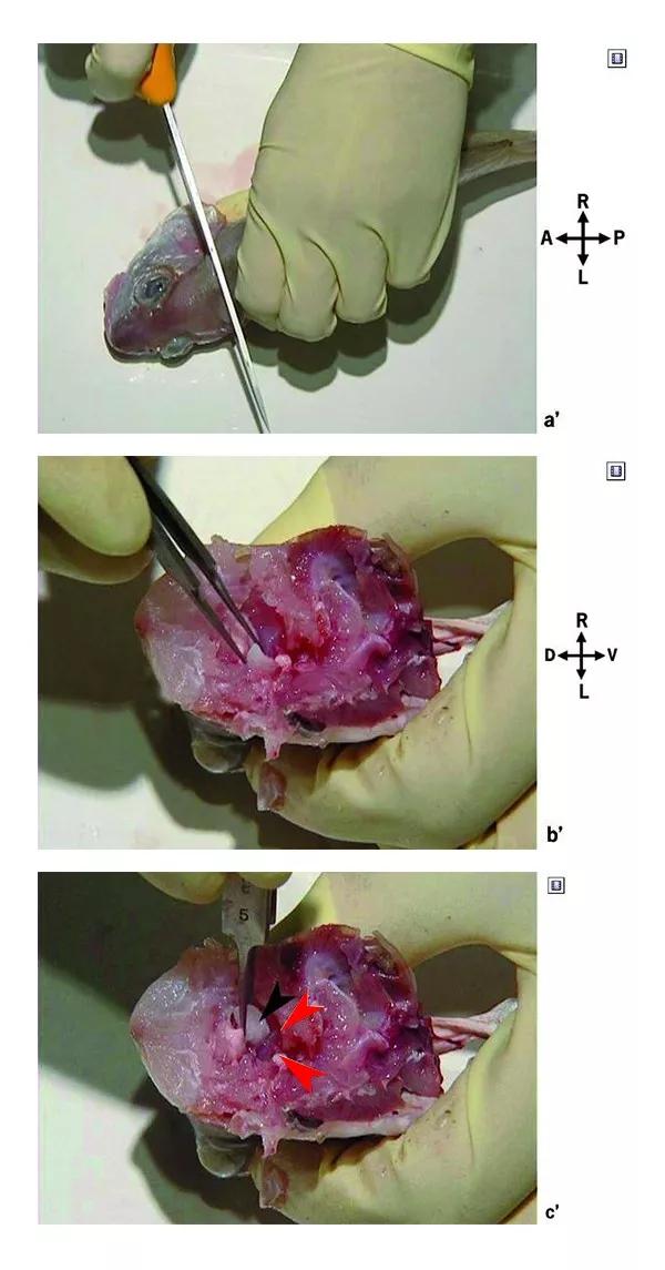 了解鱼的耳石鱼类内耳中的硬组织具有听觉平衡和加速等感觉功能