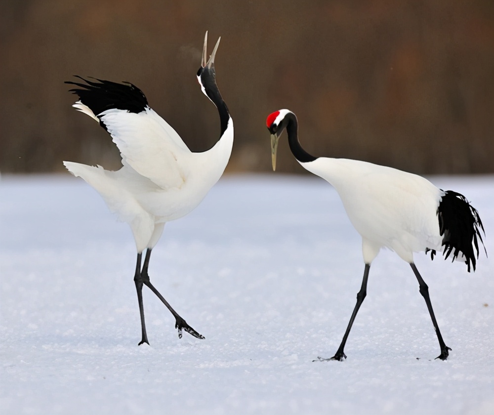印度国鸟 万图壁纸网