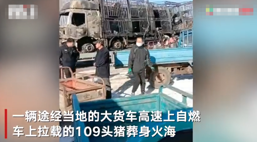  . 货车起火上百头猪葬身火海