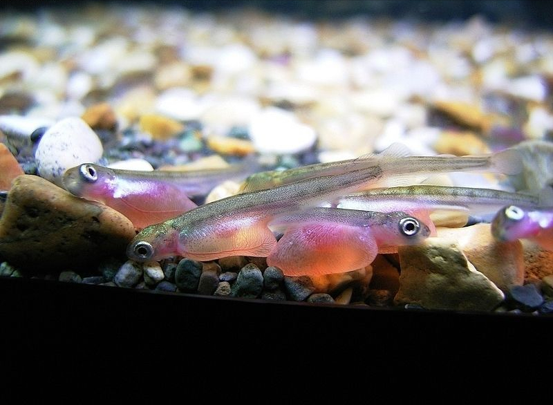 大馬哈魚之爭：中國吃60年“啞巴虧”，俄羅斯獨(dú)享“蛋糕”？