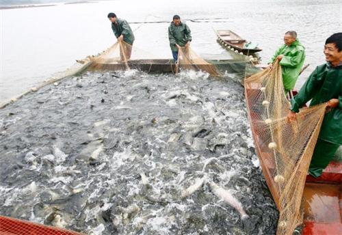 重慶水投集團(tuán)首屆“渝湖牌”水庫魚捕魚節(jié)將于9月15日玉灘開幕