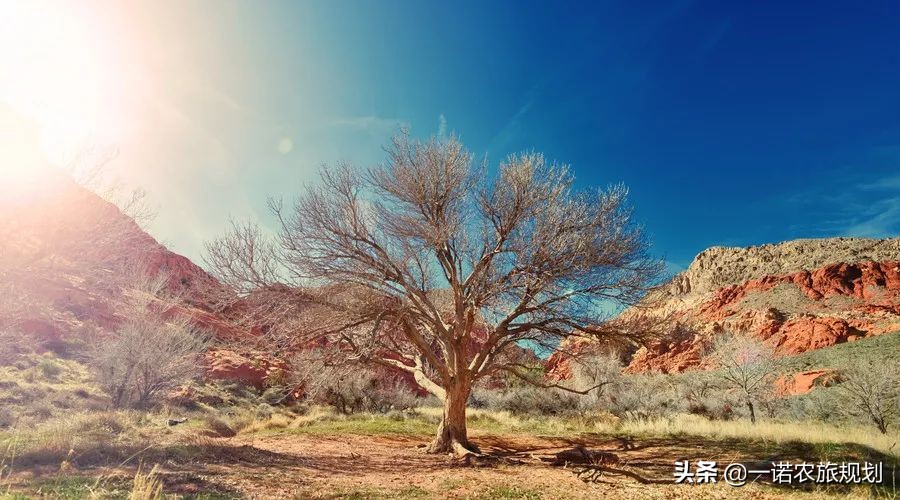 現(xiàn)代農(nóng)業(yè)園的發(fā)展模式有哪些？