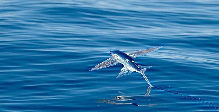 飛魚的“多舛魚生”：拼命進(jìn)化出飛翔的能力，卻仍逃不過宿命