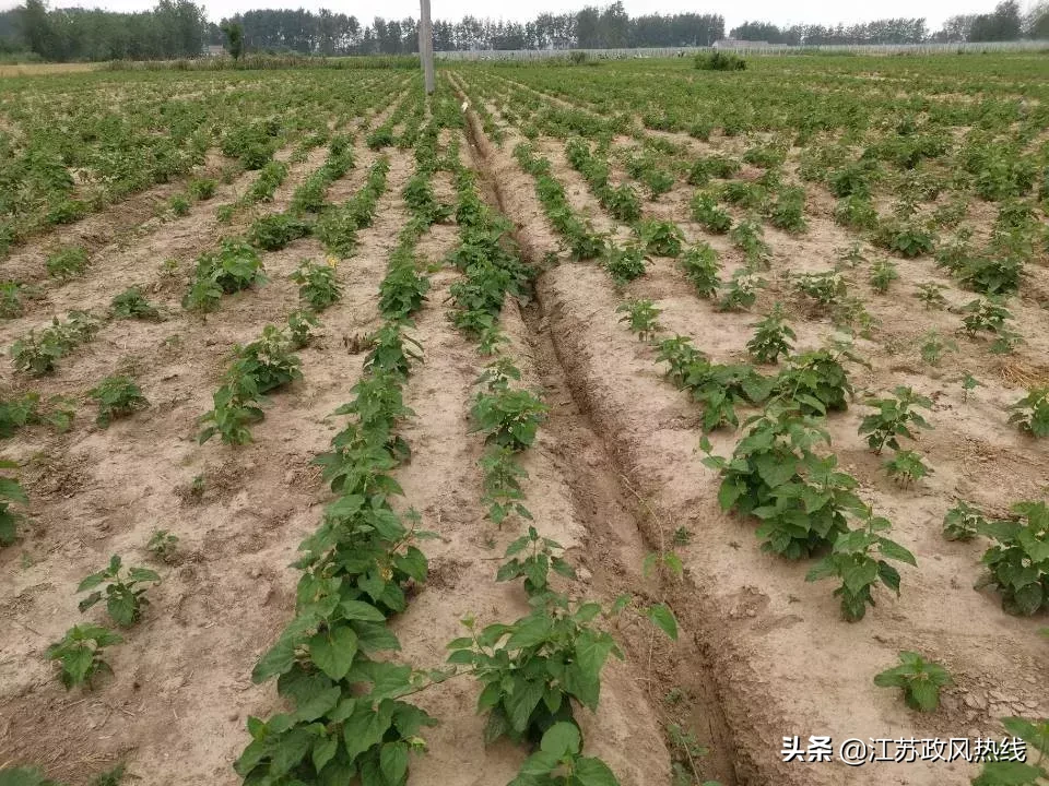 调查：滨海白首乌种植面积锐减八成，有国字头商标却打不开市场