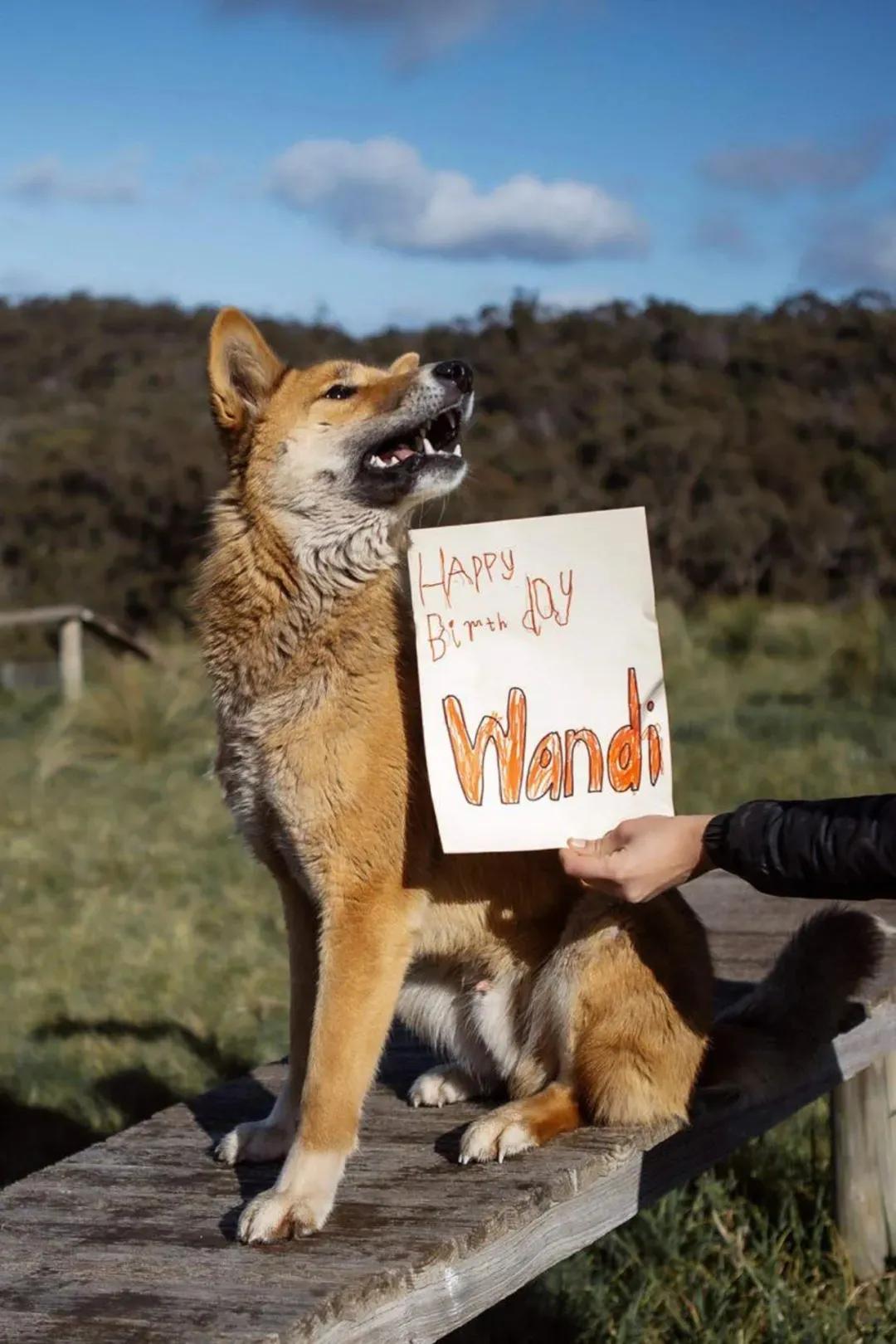 老鹰扔到院子里的一只超萌小奶狗，查了DNA才发