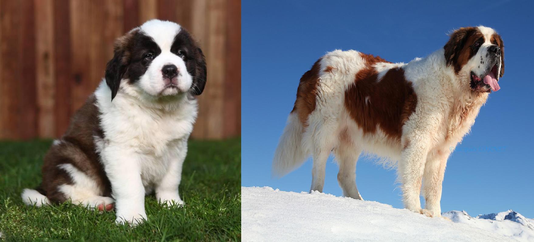 世界排名前25的大型犬种 个个高大威猛 资讯咖