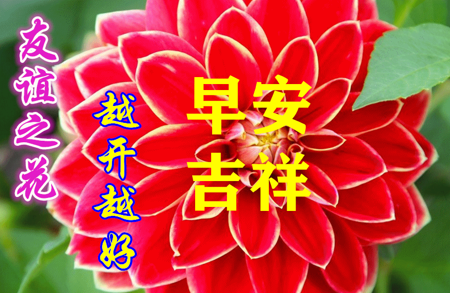 最新周一早上好表情图 周一早安暖心问候图片图片