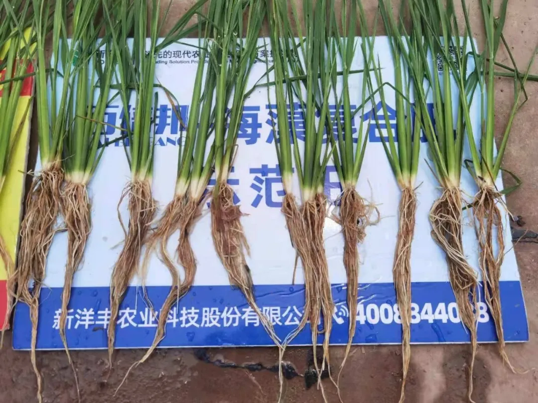 新洋丰 农资秀：“半路出家”种出绿色水稻