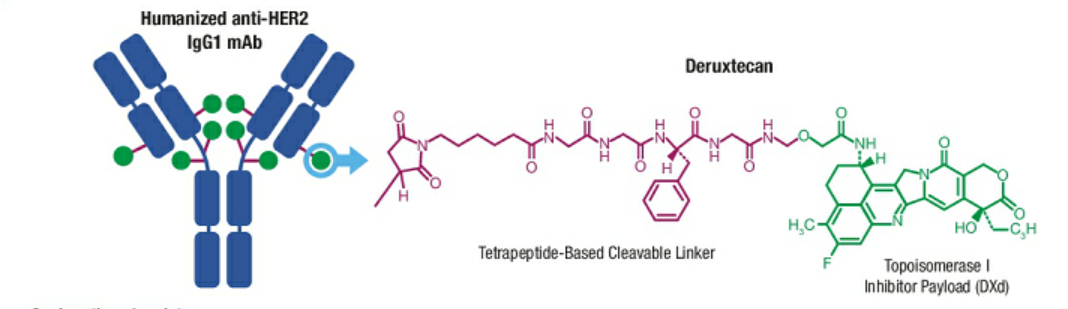 胃癌已上市的靶向和免疫药物