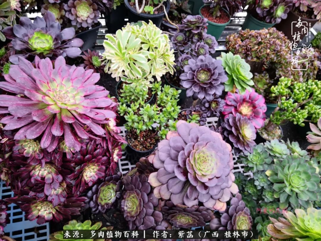 阿紫的多肉花园 每个人心底都有一个花园 多肉植物百科 Mdeditor