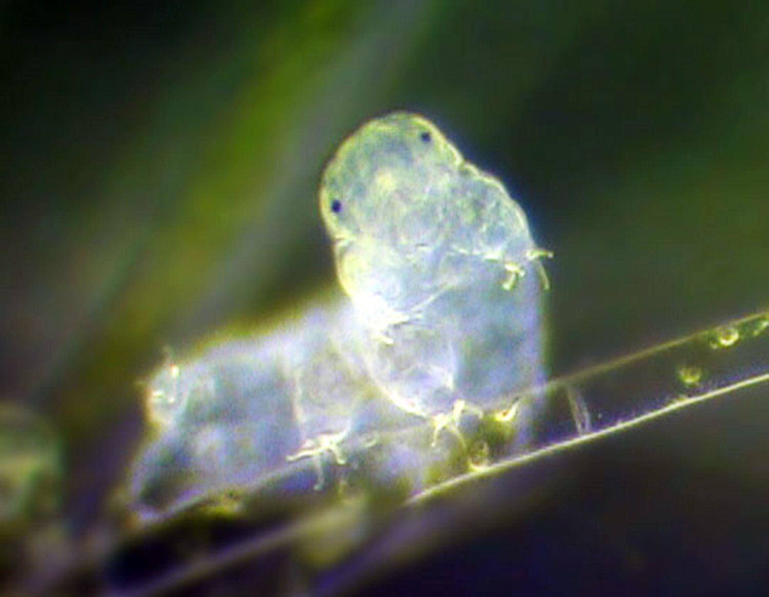 没有空气，在太空中，真的有地球生物可以生存吗？