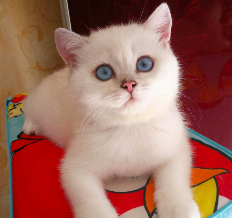 怎么才能养好“英短猫”？快来看看这篇文章