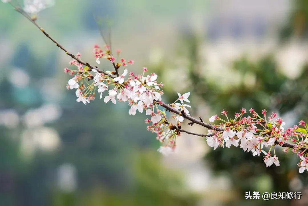 樱花经典诗句，古人写樱花的古诗