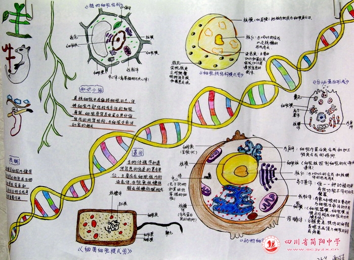 四川省简阳中学怎么样?首届生物学科节(图31)