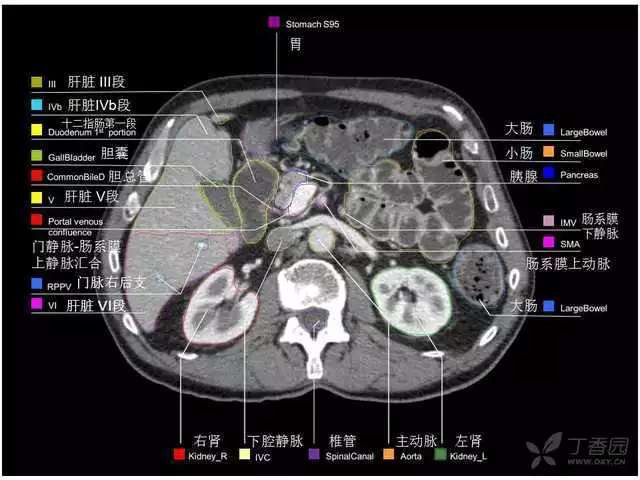 掌握这篇解剖，晋级腹部CT影像诊断高手（精细版）