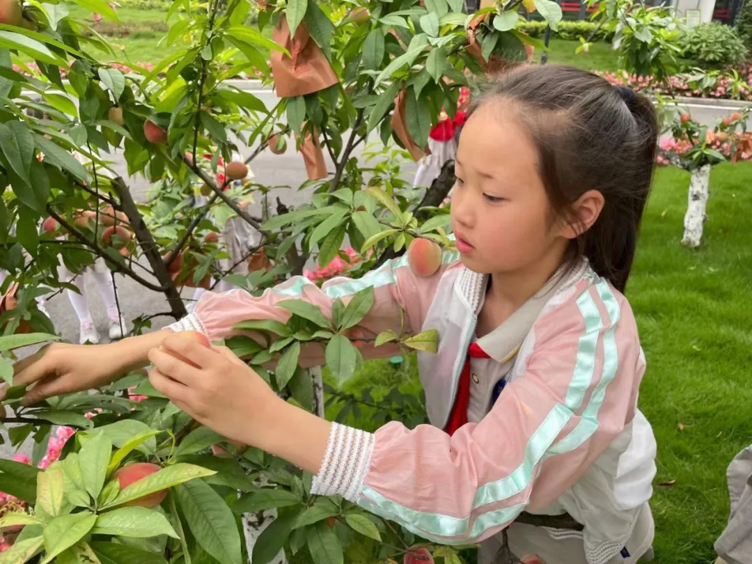 快乐劳动 幸福采摘——双流区实验小学外国语学校劳动课程