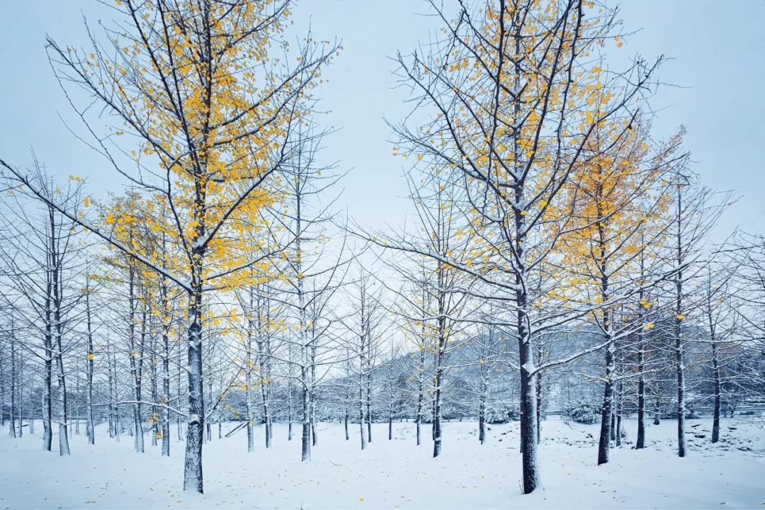 8首最著名的冬日诗词-第6张图片-诗句网