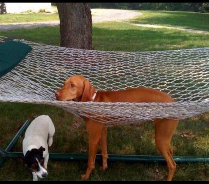 20張狗狗搞笑圖片，趕快給勞資刪了，我不要面子的啊