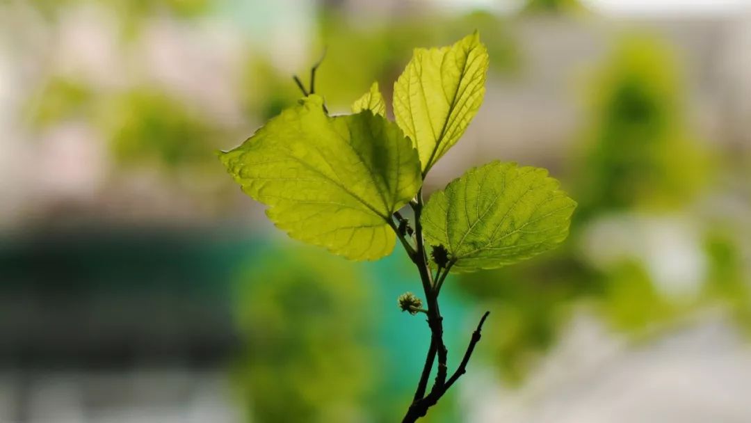 植樹節7種樹木30首詩詞揚起百樣情思